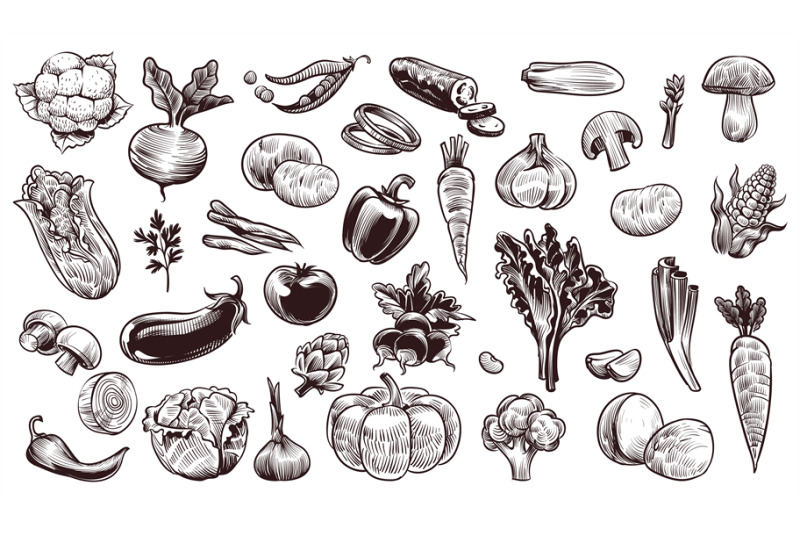 vegetables-sketch-hand-drawn-various-farming-harvest-food-vintage-col