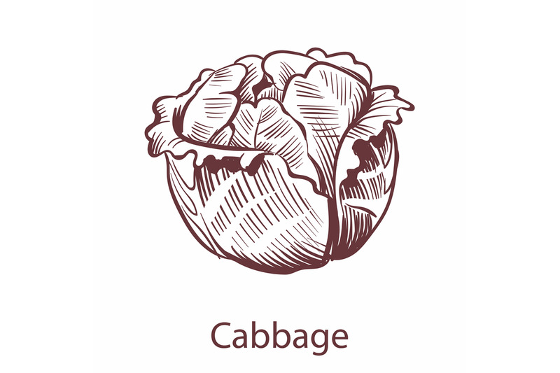 cabbage-icon-detailed-organic-vegetarian-product-sketch-cooking-ingr