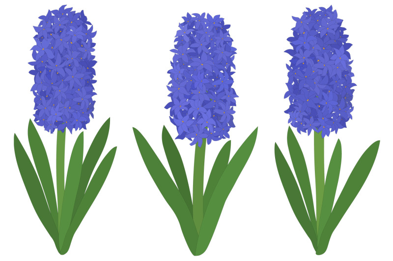 hyacinths-vector-hyacinth-flower-hyacinth-svg-flowers-svg