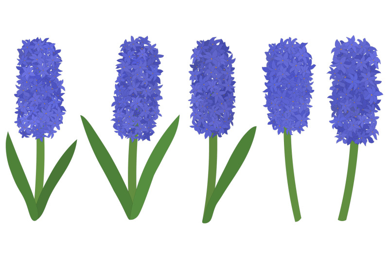 hyacinths-vector-hyacinth-flower-hyacinth-svg-flowers-svg