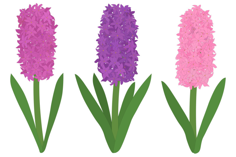 hyacinths-flower-hyacinths-vector-hyacinth-svg-flowers-svg