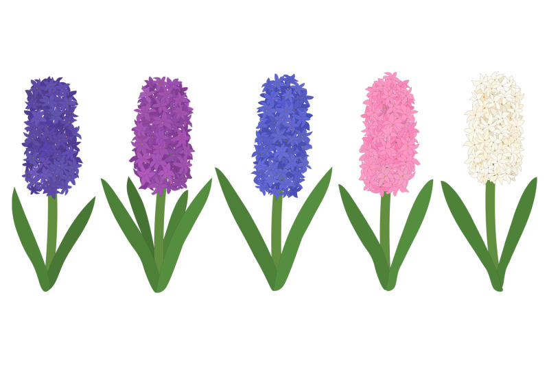 hyacinths-flower-hyacinths-vector-hyacinth-svg-flowers-svg