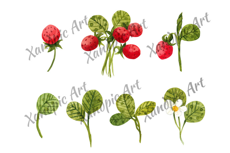 watercolor-strawberry-watercolor-clipart-with-berries-and-leaves
