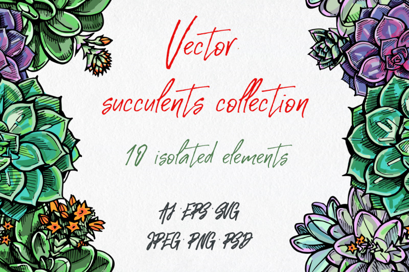 vector-succulents-collection