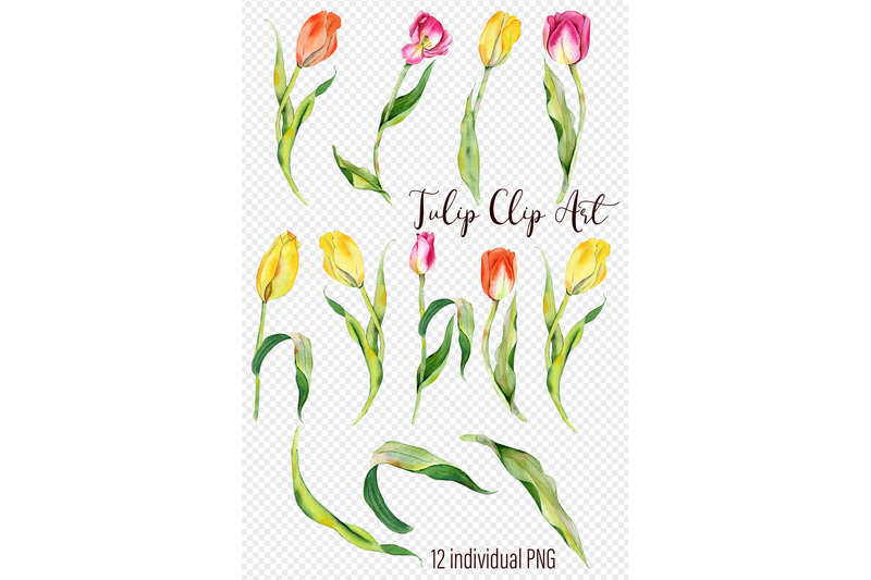 watercolor-tulips-clipart