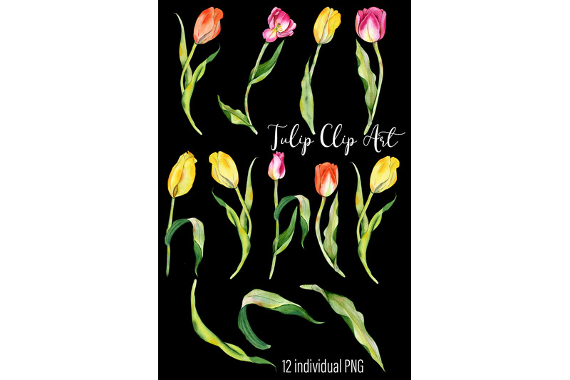 watercolor-tulips-clipart