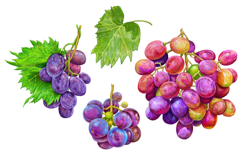 grapes-clipart-grapes-drawing-food-clipart-fruit-clipart