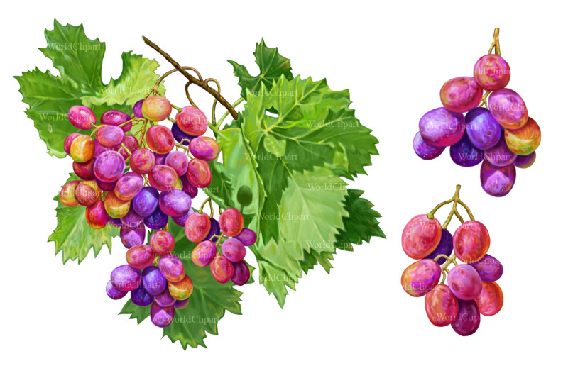 grapes-clipart-grapes-drawing-food-clipart-fruit-clipart