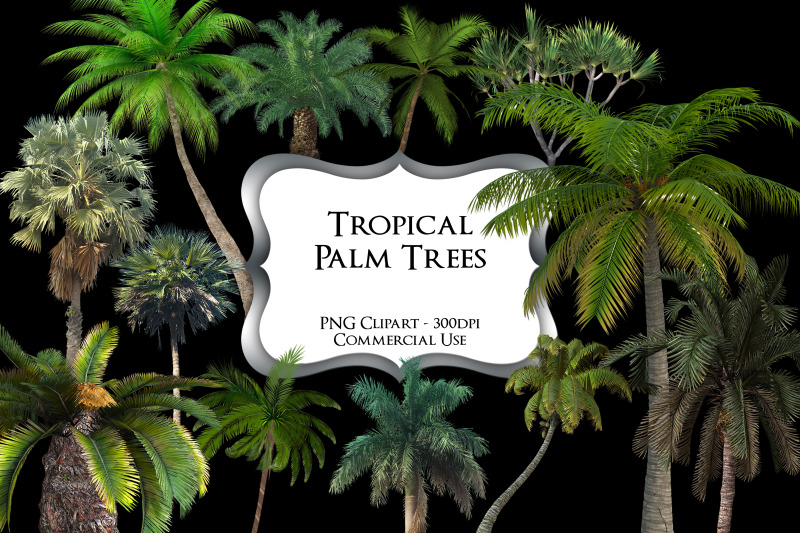 tropical-palm-tree-png-clipart-graphics