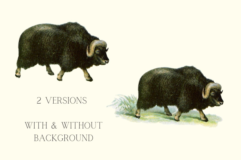 antique-animal-clipart-set-vintage-bison-illustration