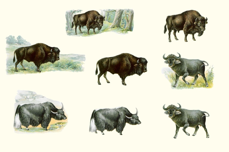 antique-animal-clipart-set-vintage-bison-illustration