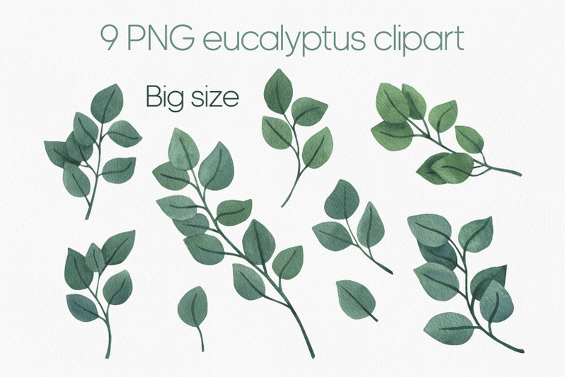 cute-watercolor-eucalyptus-clipart-png