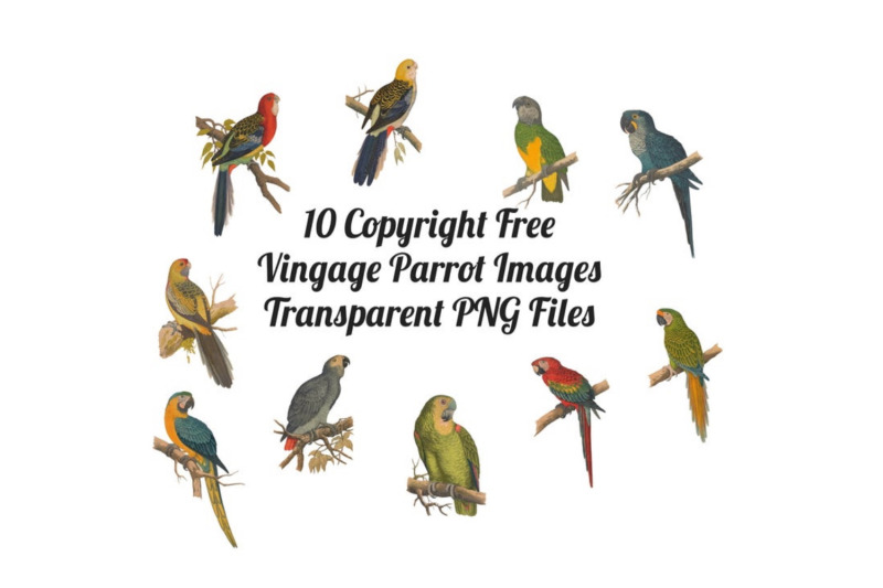 10-vintage-parrots-transparent-clipart