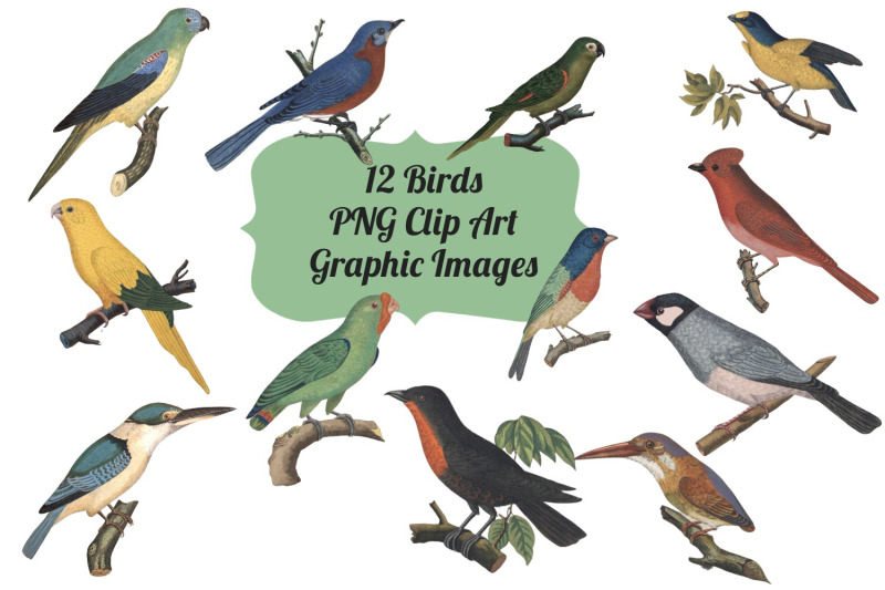12-vintage-birds-transparent-clipart