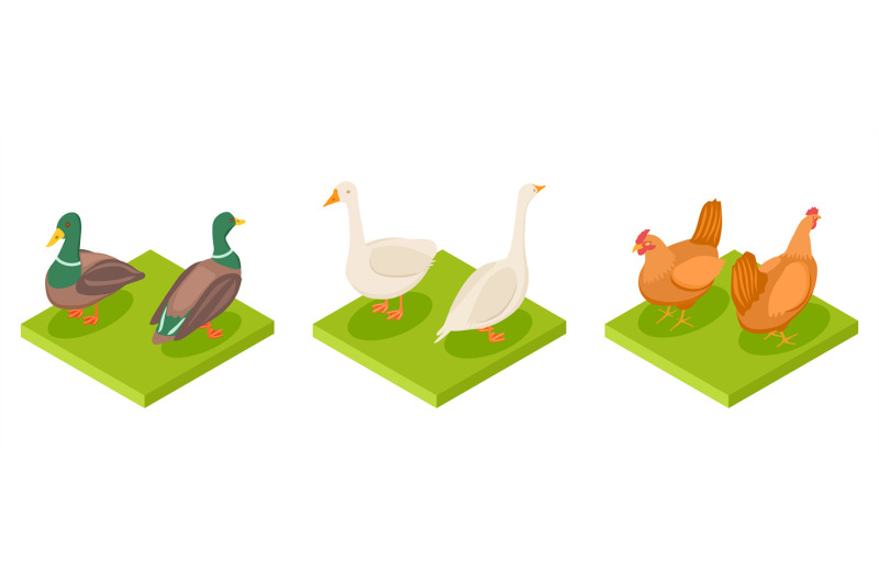 isometric-poultry-vector-hen-duck-and-goose-3d-illustration