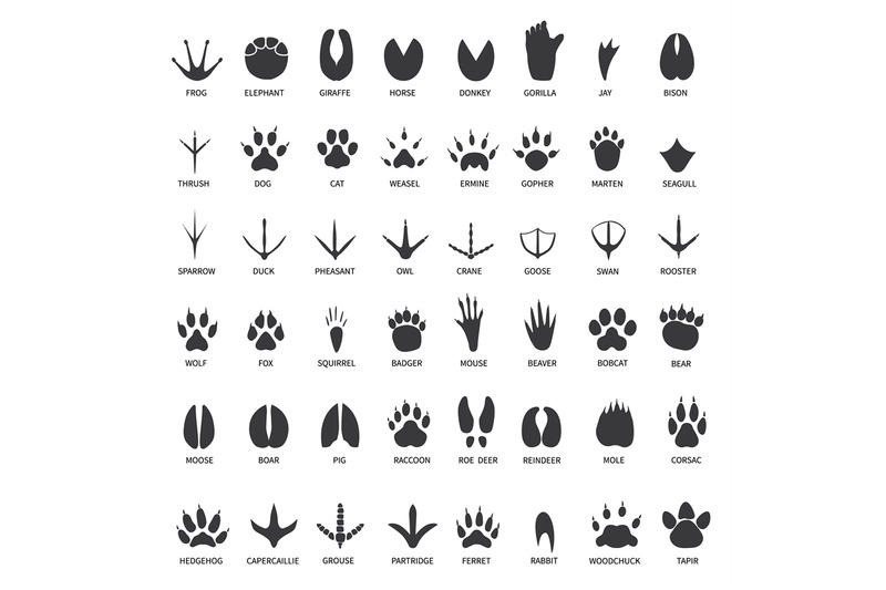 Animals footprints. Animal paws prints. Elephant and gorilla, bison an ...