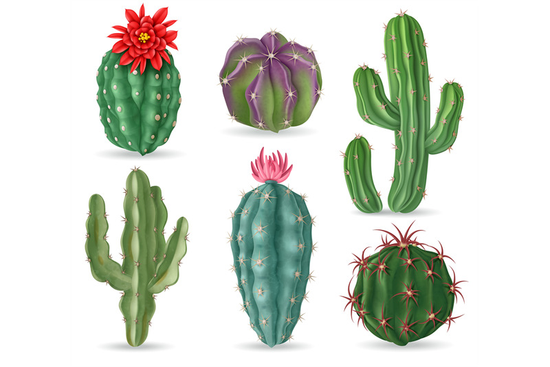 realistic-cactus-decorative-desert-cactuses-plants-for-mexican-landsc