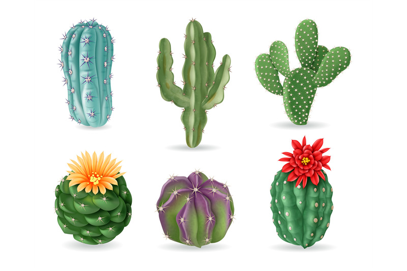 realistic-cactuses-decorative-desert-exotic-cactus-prickly-plants-wi