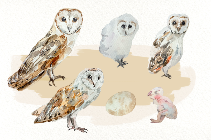 owl-life-cycle-clip-arts-and-print