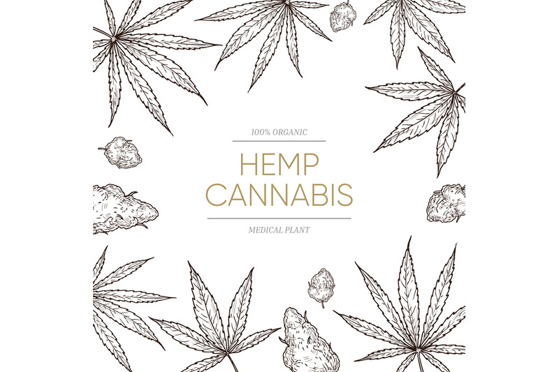 cannabis-sketch-background-medical-marijuana-leaves-and-seeds-concept