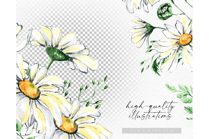 watercolor-daisy-clipart-chamomile-bouquets-hand-painted-daisies-png