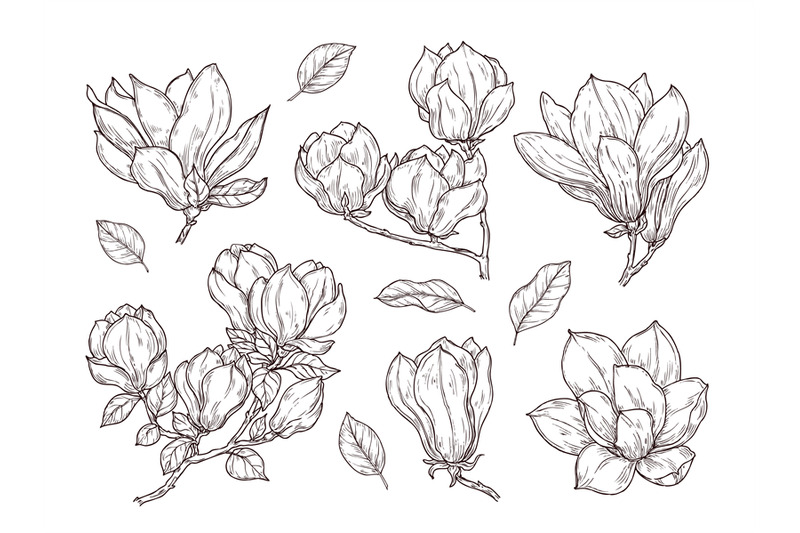 magnolia-flowers-sketch-drawing-botanical-spring-bunch-flower-isolat