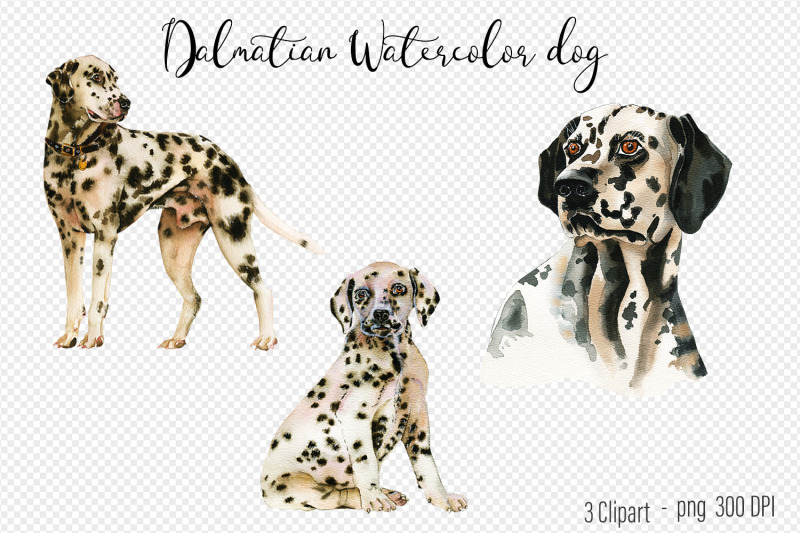 dalmatian-watercolor-dog-clipart