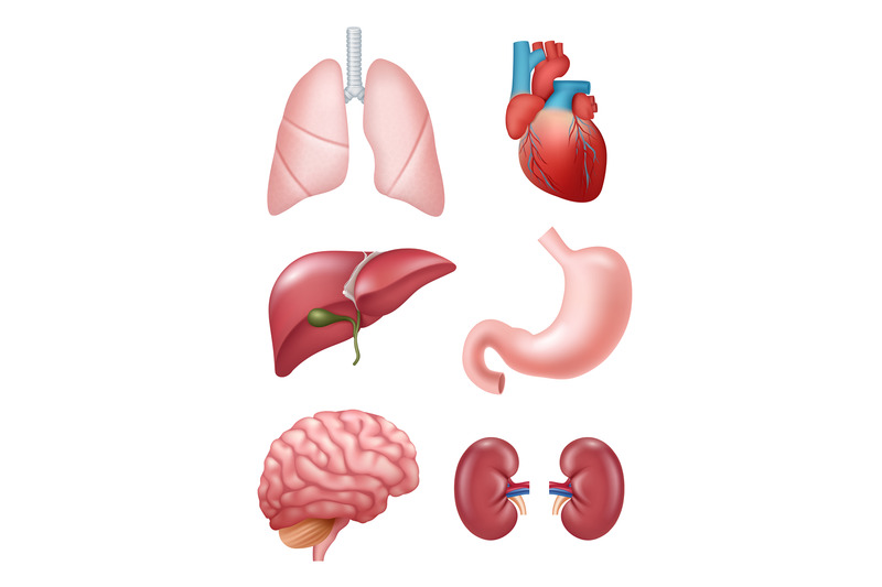 human-organs-anatomical-medical-illustrations-stomach-heart-kidney-br