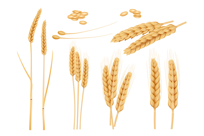 wheat-grains-agricultural-collection-of-healthy-organic-food-harvesti