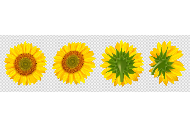 blooming-sunflower-realistic-vector-sunflowers-isolated-on-transparen