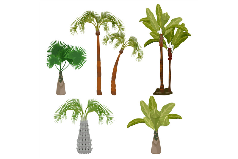 palm-trees-beach-california-plants-brazil-hawaii-garden-palms-leaf-ve