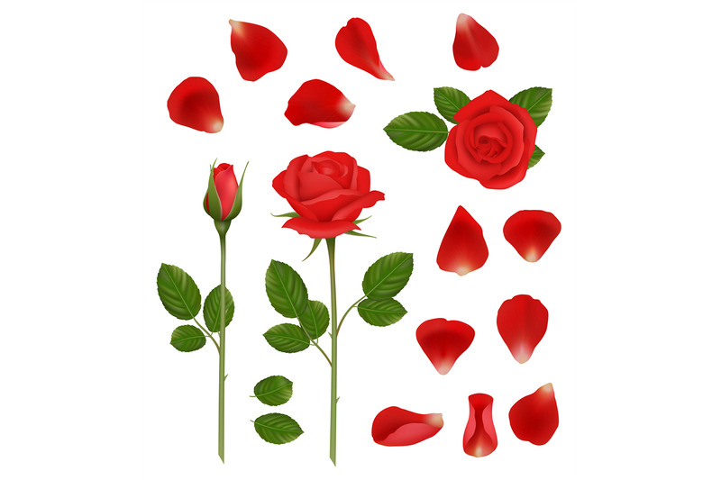 red-roses-beautiful-romantic-flowers-buds-and-petals-leaves-nature-we