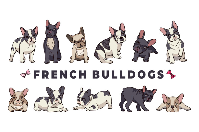 french-bulldogs-vector-bulldog-set-funny-cartoon-puppy-isolated-on-w