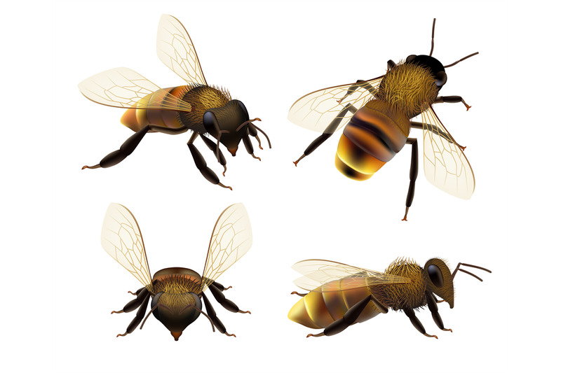 bee-realistic-wildlife-insect-honeybee-fly-danger-wasp-pollen-bugs-ec