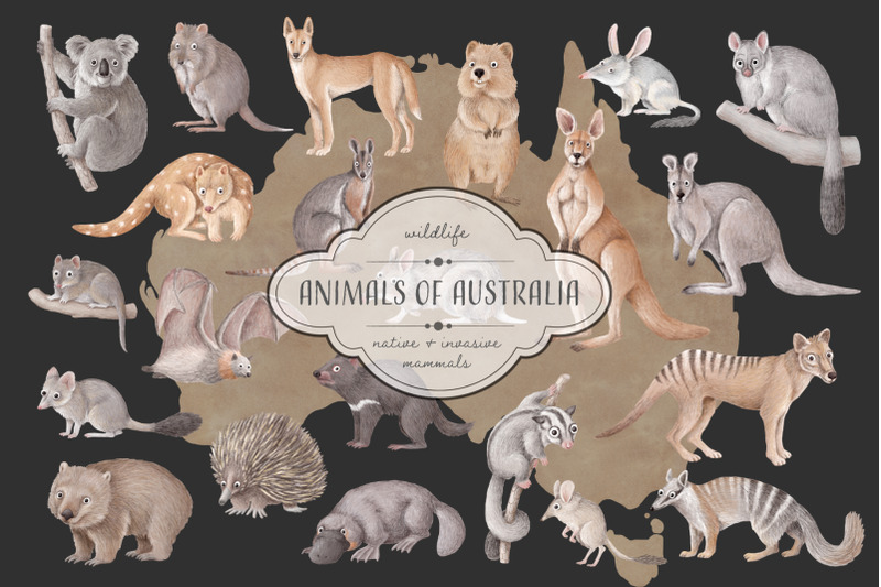 animals-of-australia