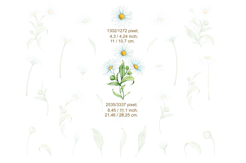 watercolor-daisy-clipart-chamomile-spring-flowers-hand-painted-flora