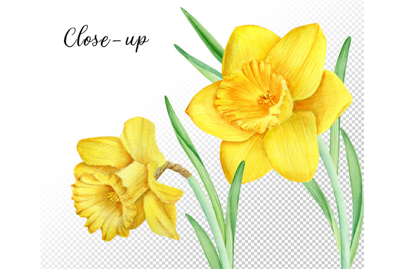 watercolor-easter-rabbits-and-daffodils-clipart-set-hand-drawn-png