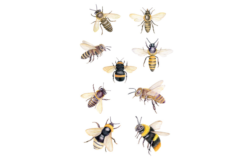watercolor-honey-bee-clipart-set-hand-painted-vintage-insects-png