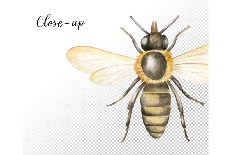 watercolor-honey-bee-clipart-set-hand-painted-vintage-insects-png