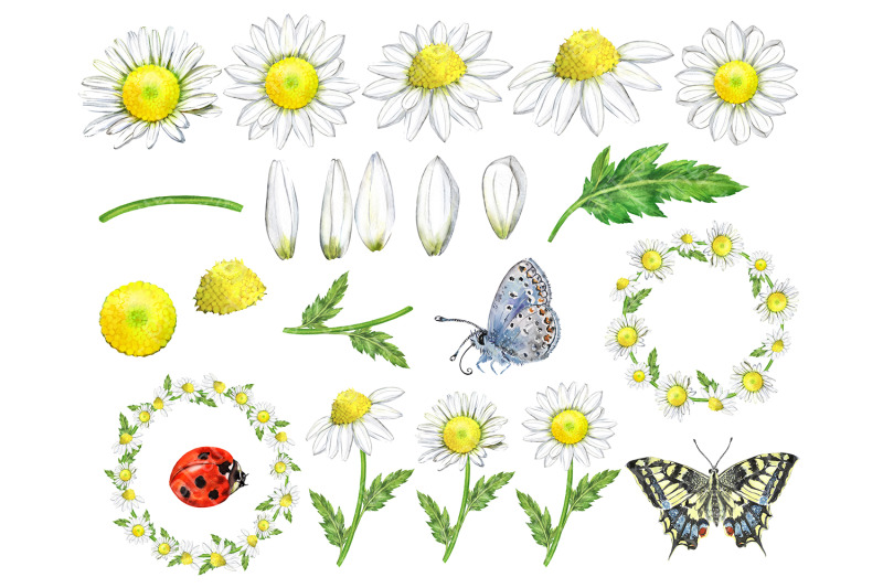 chamomile-watercolor-set-daisy-clipart-butterflies-and-flowers