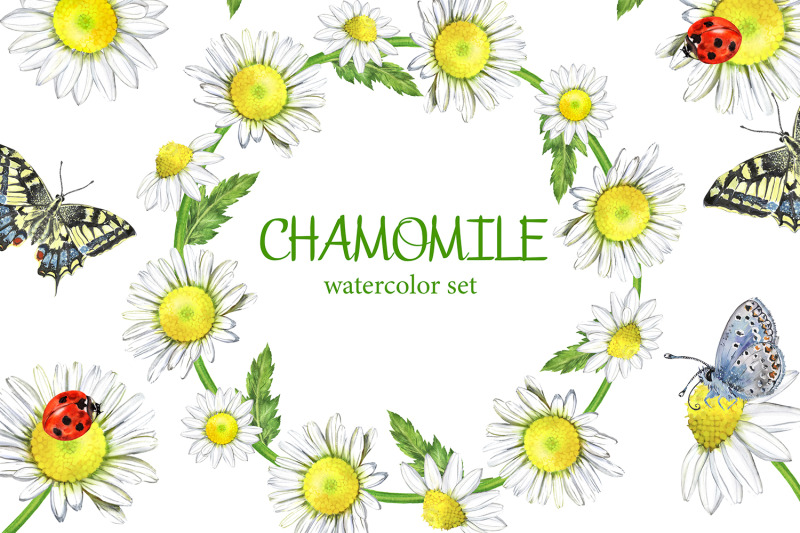 chamomile-watercolor-set-daisy-clipart-butterflies-and-flowers