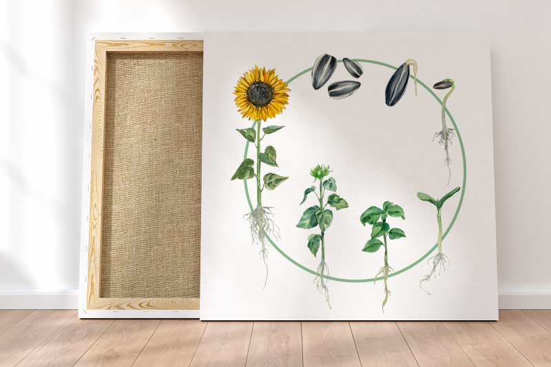 sunflower-life-cycle-clip-arts-and-print