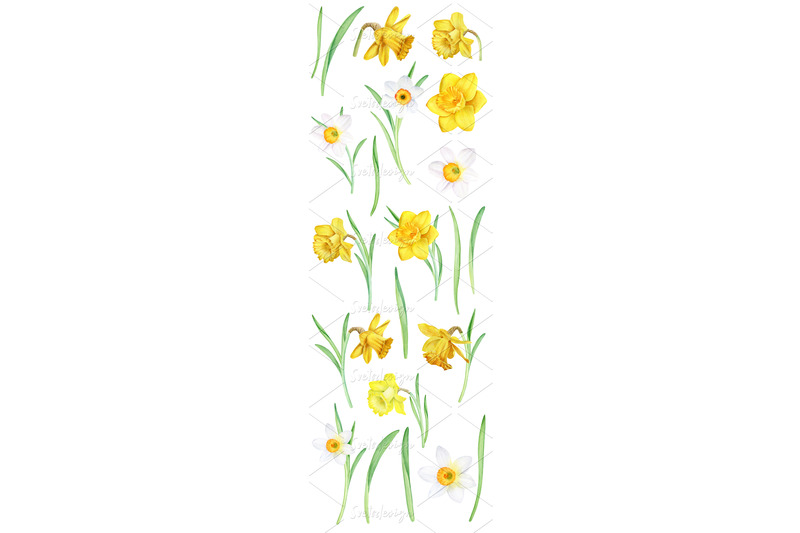 watercolor-daffodils-clipart-set-hand-painted-spring-flowers-png