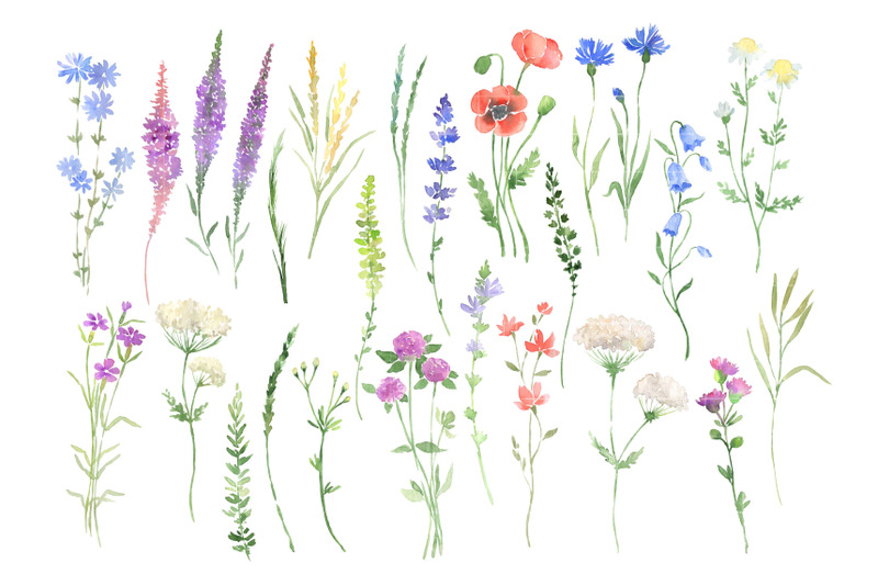 watercolor-wildflowers-clipart-botanical-floral-files-flowers-clip-art