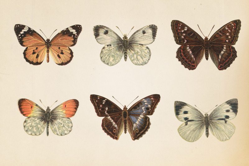 vintage-butterflies-clipart