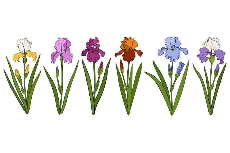 irises-flowers-irises-vector-irises-svg-flowers-svg