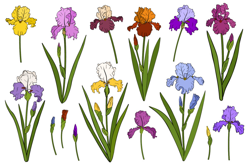 irises-flowers-irises-vector-irises-svg-flowers-svg