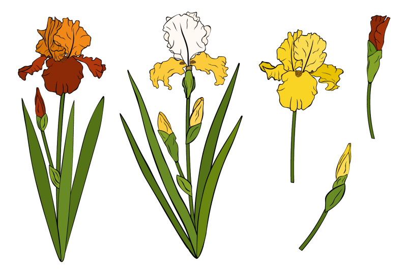 irises-flowers-irises-vector-irises-svg-flowers-svg