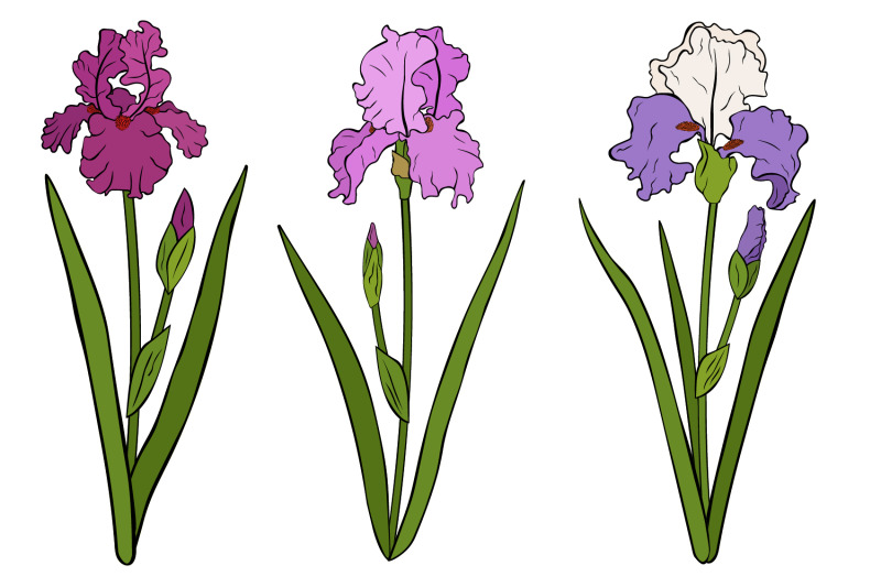 irises-flowers-irises-vector-irises-svg-flowers-svg