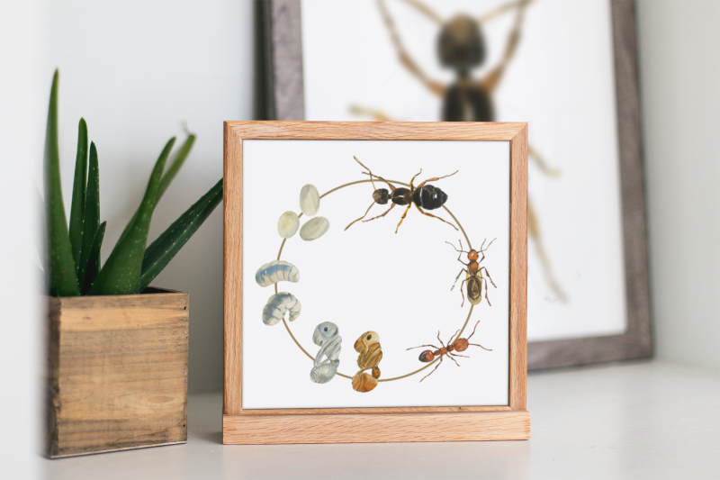 ant-life-cycle-clip-arts-and-print